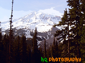 Mt. Rainier & Trees painting