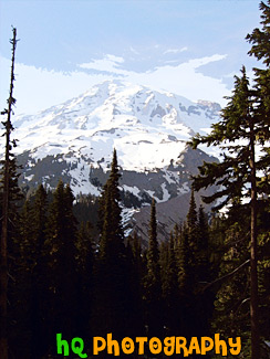 Mt. Rainier & Tall Trees painting