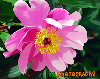 Close Up of Pink Flower painting