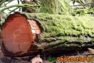 Log with Moss Close Up painting