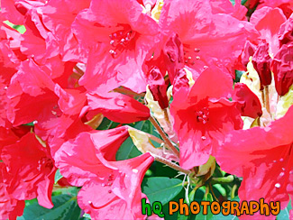 Red Flowers Close Up painting