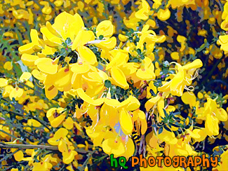 Yellow Flowers Close Up painting