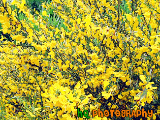 Yellow Flower Bush painting