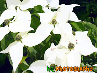 White Flowers Close Up painting