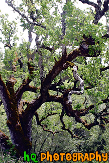 Green Mossy Tree painting