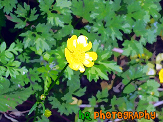 Close Up of a Yellow Buttercup painting