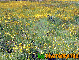 Field of Yellow Buttercups painting