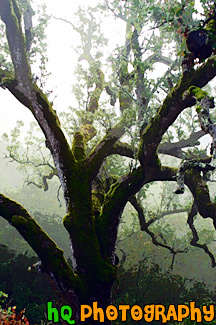 Mossy Tree and Fog painting