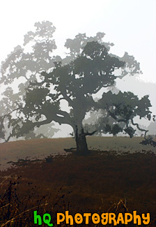 Lone Foggy Tree painting