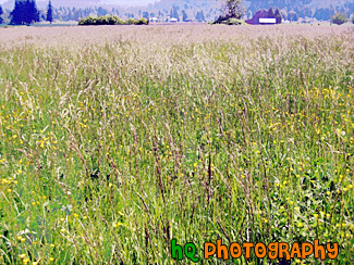 Tall Grass Field painting