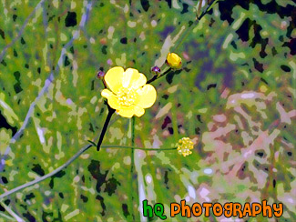 Buttercup Close Up painting