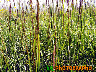 Tall Grass painting