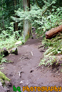 Nature Trail of Mt. Peak, Enumclaw painting