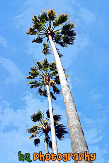 Three Palm Trees & Blue Sky painting