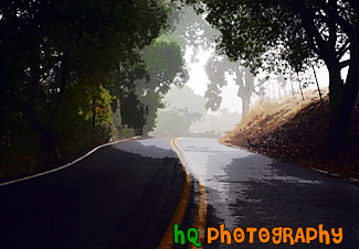 Shadows, Trees,  Road painting