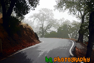 Trees, Road, & Fog painting