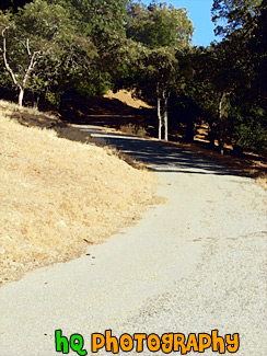 Shadows on Curvy Road painting