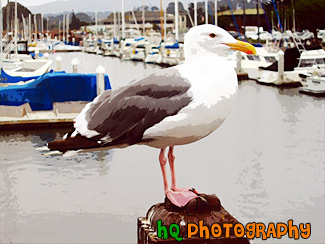 Seagull Close Up painting