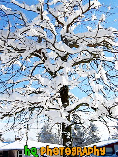 Snow Covered Tree painting