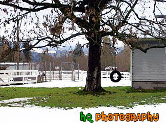 Tire Swing & Snow painting