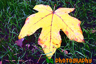 Close Up of Colorful Autumn Leaf painting