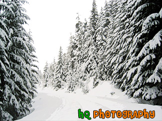 Snowy Trail painting