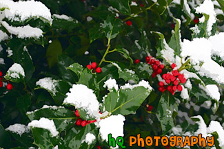 Green Leaf with Snow painting