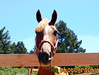 Horse Face Looking over Fence painting