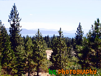 Lake Tahoe Through Trees painting