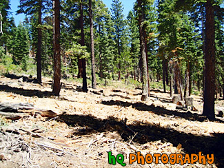 Trees in the Mountains of Lake Tahoe painting