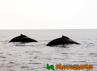 Backs of Whales painting