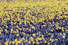 Field of Yellow Daffodils digital painting