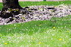 Spring Flowers on Grass digital painting