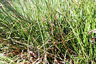 Thick Grass Close Up digital painting