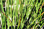 Tall Grass Up Close digital painting