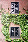 Brick Wall & Ivy at UPS digital painting