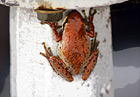 Brown Frog up Close digital painting