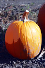 Single Pumpkin digital painting