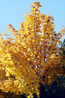 Yellow Tree Changing Color digital painting