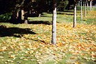 Fallen Leaves on Grass digital painting