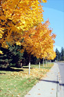 Row of Yellow Trees digital painting