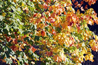 Colorful Leaves Changing Color digital painting
