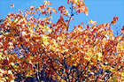 Orange Leaves & Blue Sky digital painting