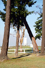 Brown's Point Lighthouse Framed by Trees digital painting