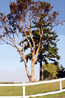 Tree, Blue Sky, & White Fence digital painting