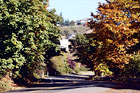 Curvy Road & Trees Changing Color digital painting