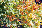 Close Up of Leaves Changing Color digital painting