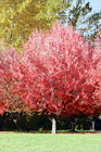 Red Autumn Tree digital painting
