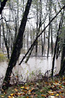 Trees in Flooded River digital painting