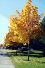 Yellow Leaves on Trees Along Road digital painting